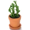 Dollhouse Miniature Potted House Plant