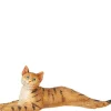 Dollhouse Miniature Stretched Tabby Cat